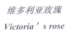 “维多利亚玫瑰 Victoria's rose”商标撤销复审案